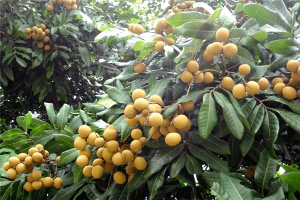 龙眼成熟季节什么时候