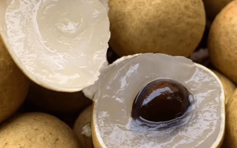 高州龙眼介绍（入选2020年全国名特优新农产品目录）