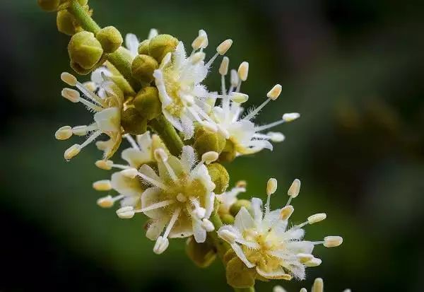 “长寿之果”的龙眼，龙眼花蜂蜜食味甘甜