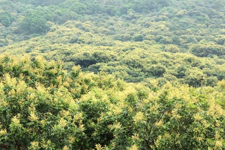 “长寿之果”的龙眼，龙眼花蜂蜜食味甘甜